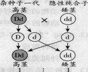 高中生物综合库 遗传与进化 遗传的基本规律 基因的分离定律