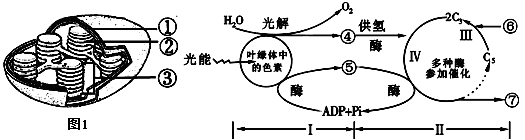 下列分别是叶绿体结构示意图和绿色植物光合作用过程图解,请据图回答