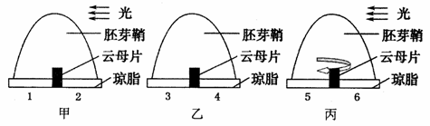 将燕麦胚芽鞘的尖端放在琼脂小块上,正中插入生长素不能通过的云母片