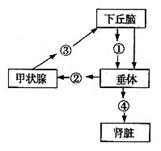 下图所示为神经系统和内分泌系统之间的联系④代表相关激素