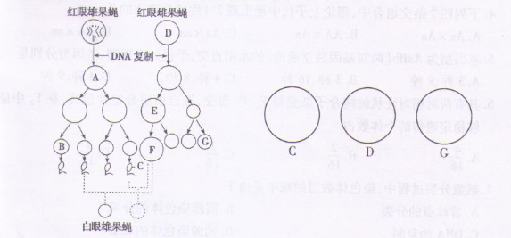 果蝇是遗传学中的模式生物,它的红眼(w)对白眼(w)为显性,这对等位基因