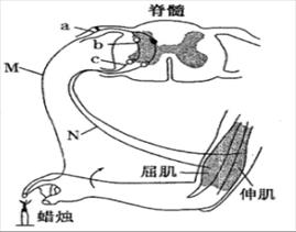 其反射弧示意图如下