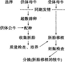 (1)牛胚胎移植过程中,分娩产生的犊牛的遗传物质来自___________.