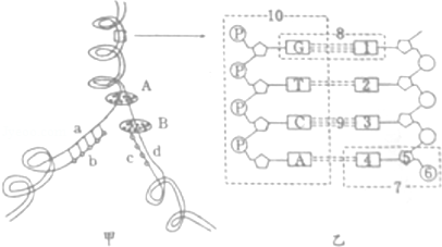 51   下面甲图中dna分子有a和d两条链,将甲图中某一片段放大后如乙图