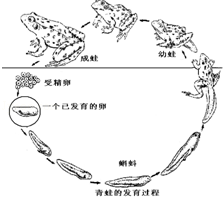 图为青蛙的发育过程示意图.