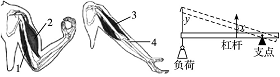 下图是人的屈肘和伸肘动作示意图,以及机械杠杆示意图,请据图回答下列