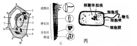 如图甲是植物细胞亚显微结构模式图,图乙是小麦根尖结构模式图,据图