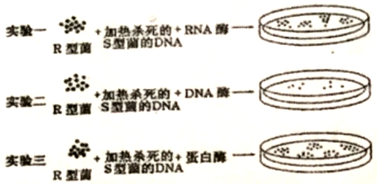 艾弗里等人为了弄清转化因子的本质进行了一系列的实验如图是他们所做