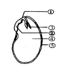 右图是菜豆种子的结构,请回答