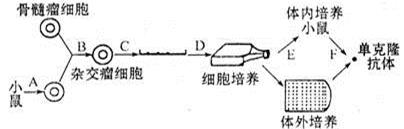 下图是单克隆抗体制备过程示意图,据图回答