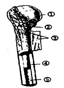 【题文】观察长骨的结构,据图回答
