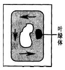 如图为黑藻细胞的细胞质环流示意图,视野中的叶绿体位于液泡的右方