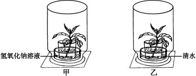 阳光兴趣小组为了探究植物的生命活动,设计了如下图所示的实验装置.