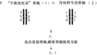 果蝇卷翅基因a是2号染色体(常染色体)上的一个显性突变基因,其等位