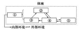 下列为人体体液相关组成及各成分间关系示意图,图中①