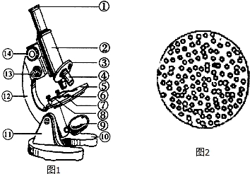 观察显微镜结构图1,回答下列问题:(1)对物像具有放大