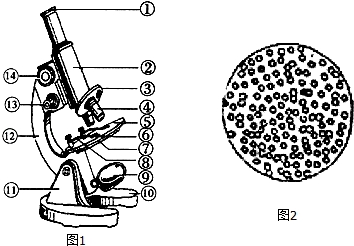 观察显微镜结构图1,回答下列问题