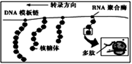 下图为原核细胞中转录,翻译的示意图.据图判断,下列描述中正确的是)