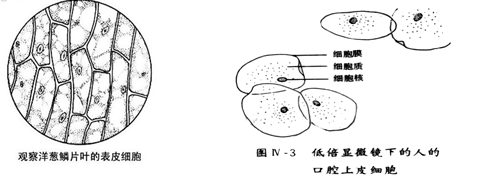 (3)在"观察洋葱鳞片叶表皮细胞"和"观察人的口腔上皮细胞"的实验中