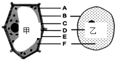 下列是两类细胞结构示意图,请根据图回答下列问题