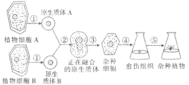 下图为植物细胞融合及组织培养过程示意图.下列说法不