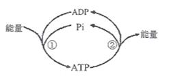 下图为细胞中atp与adp相互转化的示意图,下列叙述正确