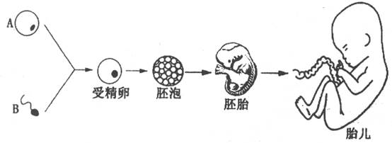 下图是人的生殖过程示意图(图中各个结构不是按照同一