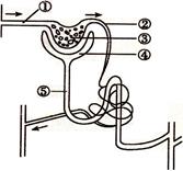 下图是尿的形成过程示意图.请回答
