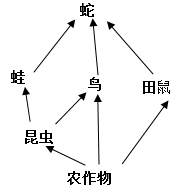 下图是某生态系统的食物网,请据图回答下面问题