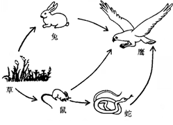 下图是某草原生态系统食物网部分示意图.请据图回答