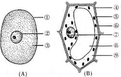 2016-2017学年云南省盐津县豆沙中学七年级上月考三生物卷(带解析)
