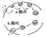 如图示细胞对大分子物质"胞吞"和"胞吐"的过程.下列与