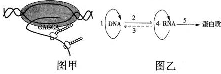 中心法则揭示了生物遗传信息由dna向蛋白质传递与表达的过程.