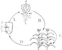2016年山东禹城伦镇中学九年级:绿色植物的一生生物测试卷(带解析)
