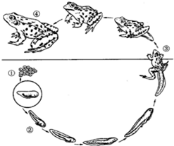下面图是青蛙的发育过程