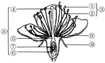 【推荐3】如图所示为桃花的结构,请回答下列问题