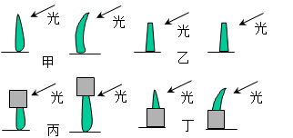 根据达尔文的向光性实验示意图回答