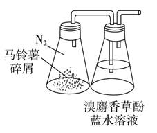 向锥形瓶中放入适量的马铃薯块茎碎屑,并向瓶中充入n