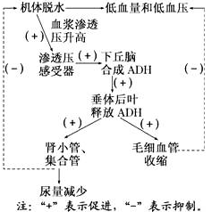 抗利尿激素(adh)是调节机体水盐平衡的重要激素,其化学本质是多肽