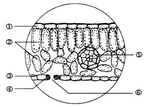 (1)图中的【1】和【3】合称表皮,属于 组织.
