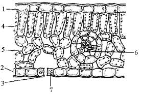如图为显微镜下菠菜叶横切面结构示意图,请据图回答下列问题