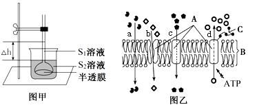 下列图示从不同角度反映了物质跨膜运输,其中图甲示渗透平衡状态,△h