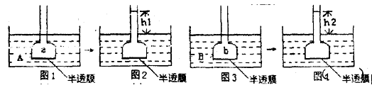 下图表示渗透作用装置图,其中半透膜为膀胱膜,装置溶液a,b,a,b浓度