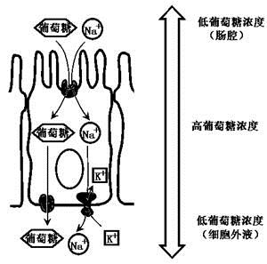 基底侧细胞膜上的载体分别为葡萄糖转运体(glut-2)和na