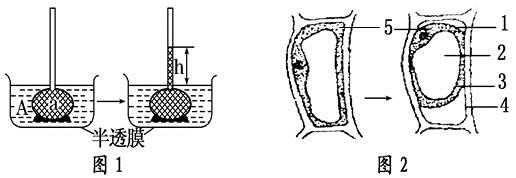 下图1表示渗透作用装置,一段时间后液面上升的高度为h,其中半透膜为