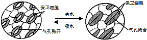 如图表示植物叶表皮上气孔的开放原理.取同一叶片的两