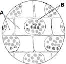 2014-2015学年海南省海口实验中学高一上学期必修一生物试卷(带解析)