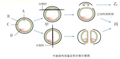 下图为牛胚胎性别鉴定和分割示意图,请据图回答问题