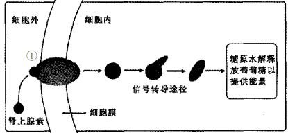 下图为肾上腺素引起肌肉中糖原水解为葡萄糖的信号转导途径,有关叙述