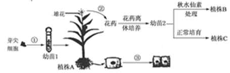 是我国栽培面积最大的作物,近年来采用的一种单倍体育种技术使玉米新